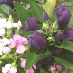 7月29日 「朝ごとに新たに」 佐藤和宏牧師