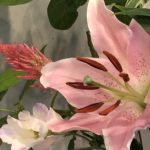 7月12日 「御言葉と愛と」 佐藤和宏牧師