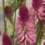 8月4日　「平和の使者として」　佐藤和宏牧師