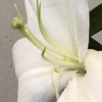 8月11日　「人を生かす、命のパン」　佐藤和宏牧師