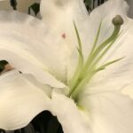 4月20日　「光は闇の中で」　佐藤和宏牧師