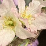 1月11日　「人となる神」　佐藤和宏牧師