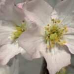 2月8日　「罪には恵み」　佐藤和宏牧師