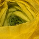 2月15日　「いのち、輝くとき」　佐藤和宏牧師（動画）