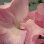 2月15日　「いのち、輝くとき」　佐藤和宏牧師