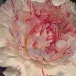 3月1日　「新たに生まれる」　佐藤和宏牧師